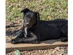 Adopt Mojito a Labrador Retriever, American Staffordshire Terrier