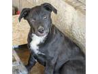 Adopt Vesper a Labrador Retriever, American Staffordshire Terrier