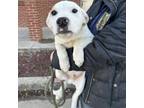 Adopt Huey a Pit Bull Terrier