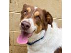 Adopt Marley a Great Pyrenees, Australian Shepherd