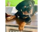Rottweiler Puppy for sale in Miami, FL, USA