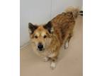 Adopt Amando a Chow Chow, Mixed Breed