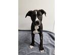 Adopt Niner a Pit Bull Terrier, Great Dane