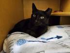 Adopt Finn a Domestic Short Hair