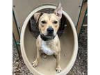 Adopt Stanley - Foster a Tan/Yellow/Fawn Mixed Breed (Medium) / Mixed dog in