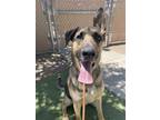 Adopt PARKER a German Shepherd Dog, Mixed Breed