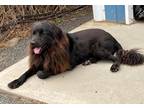 Adopt Dixie aka Spot a Black Mixed Breed (Large) / Newfoundland / Mixed dog in