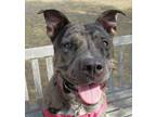 Adopt Gemma a Brindle - with White Mixed Breed (Large) / Mixed dog in