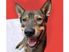 Adopt KILO a German Shepherd Dog, Husky