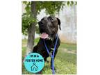 Adopt Bishop a Black Mastiff / Mixed dog in Philadelphia, PA (38388321)