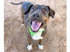 Adopt TYSON a Labrador Retriever, Beagle