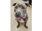 Adopt Yuengling - IN FOSTER a Brindle Mixed Breed (Large) / Mixed dog in