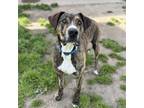 Adopt MAX a Great Dane, Mixed Breed