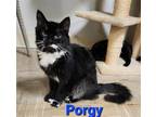 Adopt Porgy a Black & White or Tuxedo Domestic Shorthair / Mixed cat in
