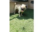 Adopt Mr Magoo a Pug