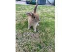 Adopt Bun Bun a Bunny Rabbit