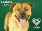 Adopt BOY a Mastiff, Mixed Breed