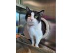 Adopt Daisy a All Black Domestic Shorthair / Domestic Shorthair / Mixed cat in