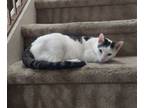 Adopt Oreo - Sweet like the Cookie a Domestic Short Hair