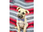 Adopt Prince Charming a Shepherd, Labrador Retriever