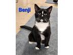 Adopt Benji a Black & White or Tuxedo Domestic Shorthair / Mixed cat in
