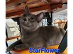 Adopt Starflower a Gray or Blue Domestic Shorthair / Mixed cat in Rochester