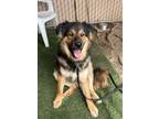 Adopt Coda a German Shepherd Dog