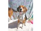 Adopt Brayden a Beagle