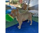 Adopt Samson a American Staffordshire Terrier