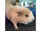 Adopt Gibby a Guinea Pig small animal in Providence, RI (38578991)