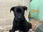 Adopt Doc a Labrador Retriever