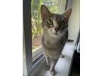 Adopt Mildred a Domestic Shorthair / Mixed cat in Warrenton, MO (38534319)