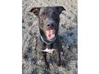 Adopt Esteban a American Staffordshire Terrier, Pit Bull Terrier