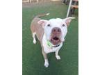 Adopt Gramps a American Staffordshire Terrier, Pit Bull Terrier
