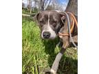 Adopt Colby a Pit Bull Terrier