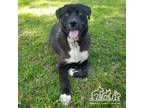 Adopt REX a Labrador Retriever, Mixed Breed