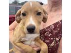 Adopt Helen's Harry a Tan/Yellow/Fawn Catahoula Leopard Dog / Mixed dog in