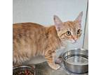 Adopt Bug a Orange or Red Domestic Shorthair / Domestic Shorthair / Mixed cat in