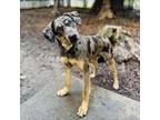 Adopt JOHNNY B. GOODE a Catahoula Leopard Dog, Mixed Breed