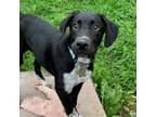 Adopt JABBA a Mixed Breed, Black Labrador Retriever