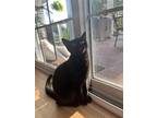 Adopt Olive a All Black Domestic Shorthair / Mixed cat in Phillipsburg