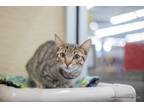 Adopt Timothy a Tabby