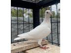 Adopt Perry a White Pigeon bird in Oakland, CA (38518018)