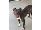 Adopt Trackstar a Black American Pit Bull Terrier / Mixed dog in Baton Rouge
