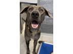 Adopt Jagger a Gray/Blue/Silver/Salt & Pepper Mixed Breed (Large) / Mixed dog in