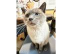 Adopt Jona a Siamese