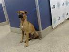Adopt LUNA a Tan/Yellow/Fawn - with White Mastiff / Mixed dog in Doral