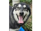 Adopt Dakota a Black Alaskan Malamute / Alaskan Malamute / Mixed dog in