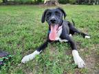Adopt Olive a Black - with White Retriever (Unknown Type) / Hound (Unknown Type)