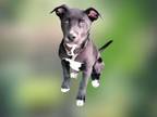 Adopt JOEY a Pit Bull Terrier, Labrador Retriever